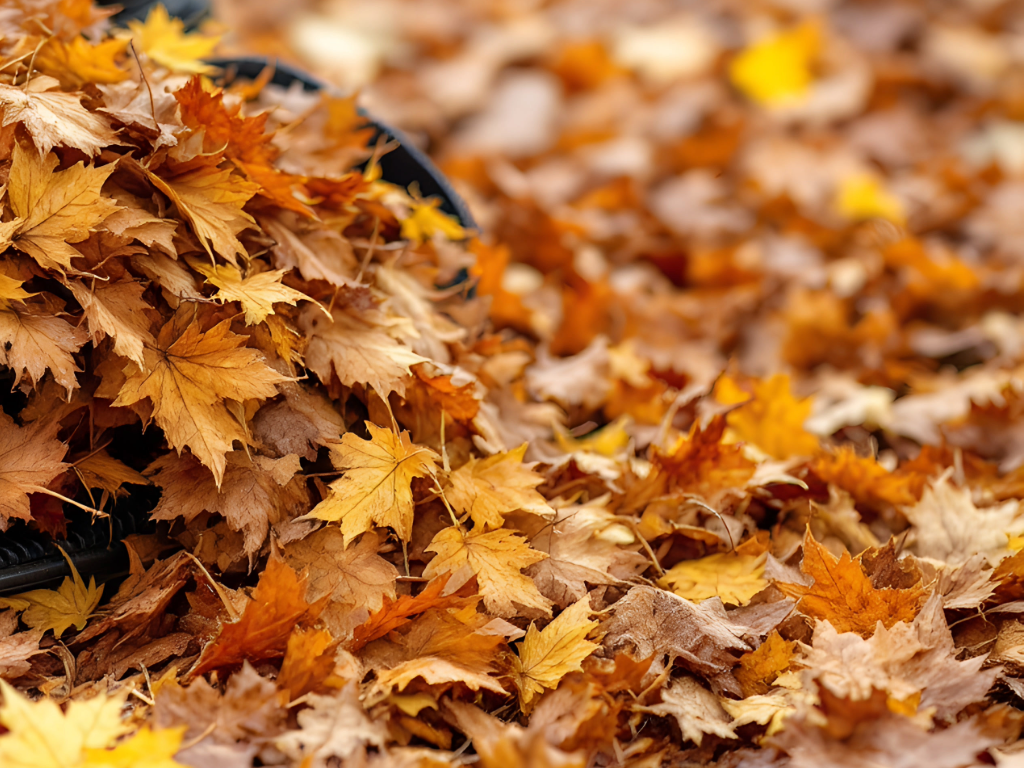 garden clearance in St Albans