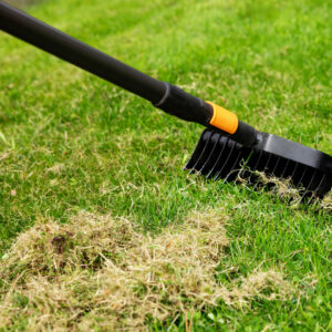 how to get rid of lawn moss