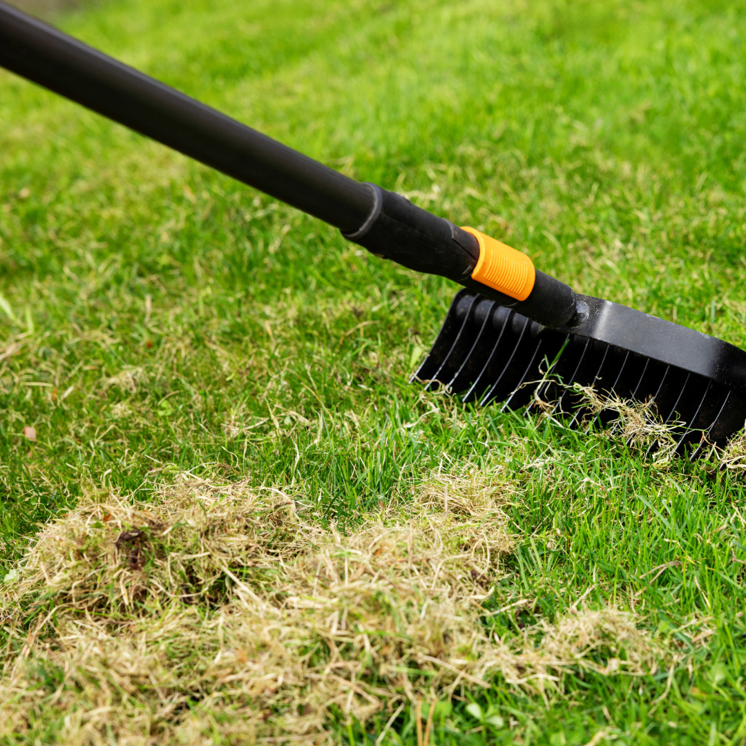 how to get rid of lawn moss